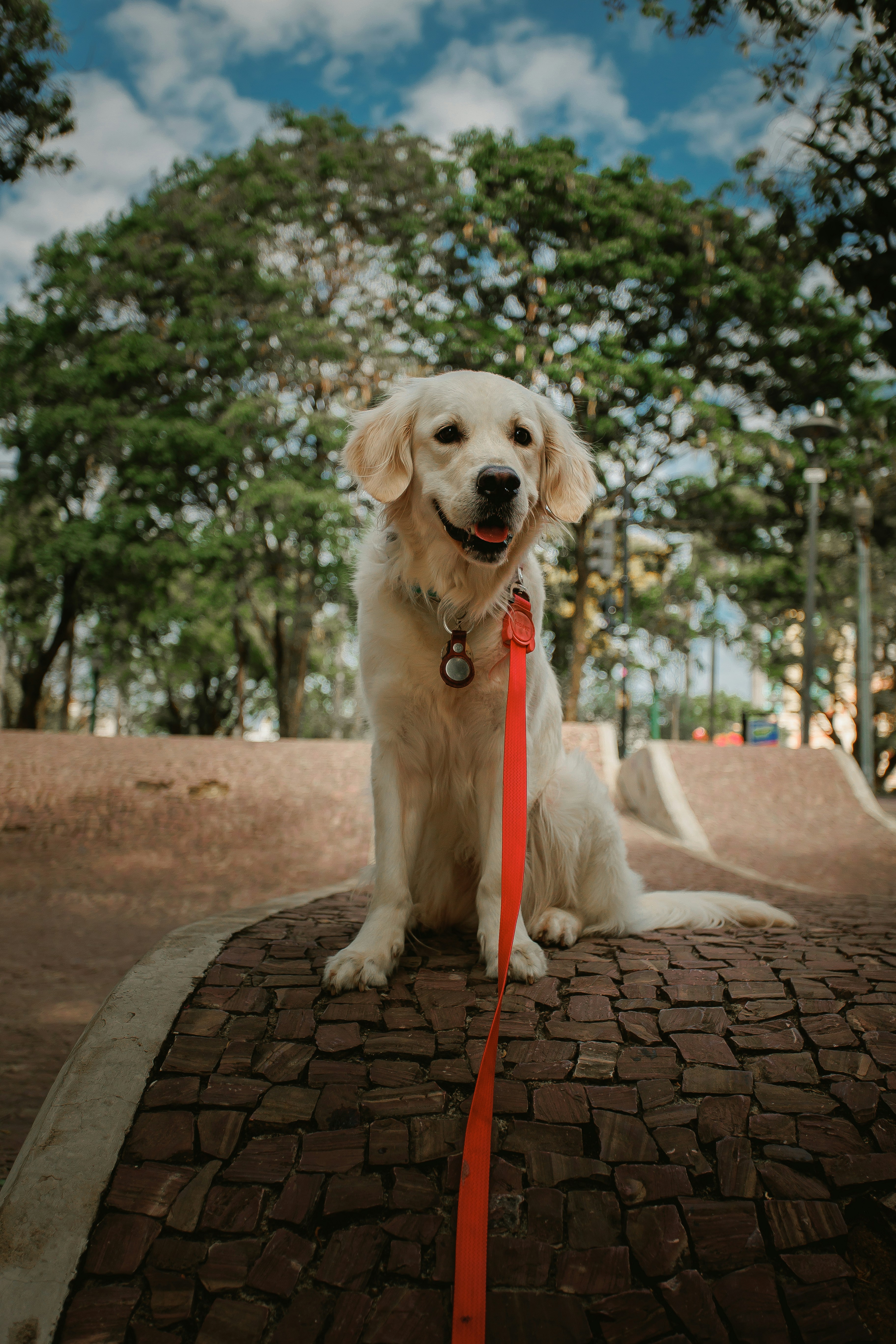 Happy dog on a walk