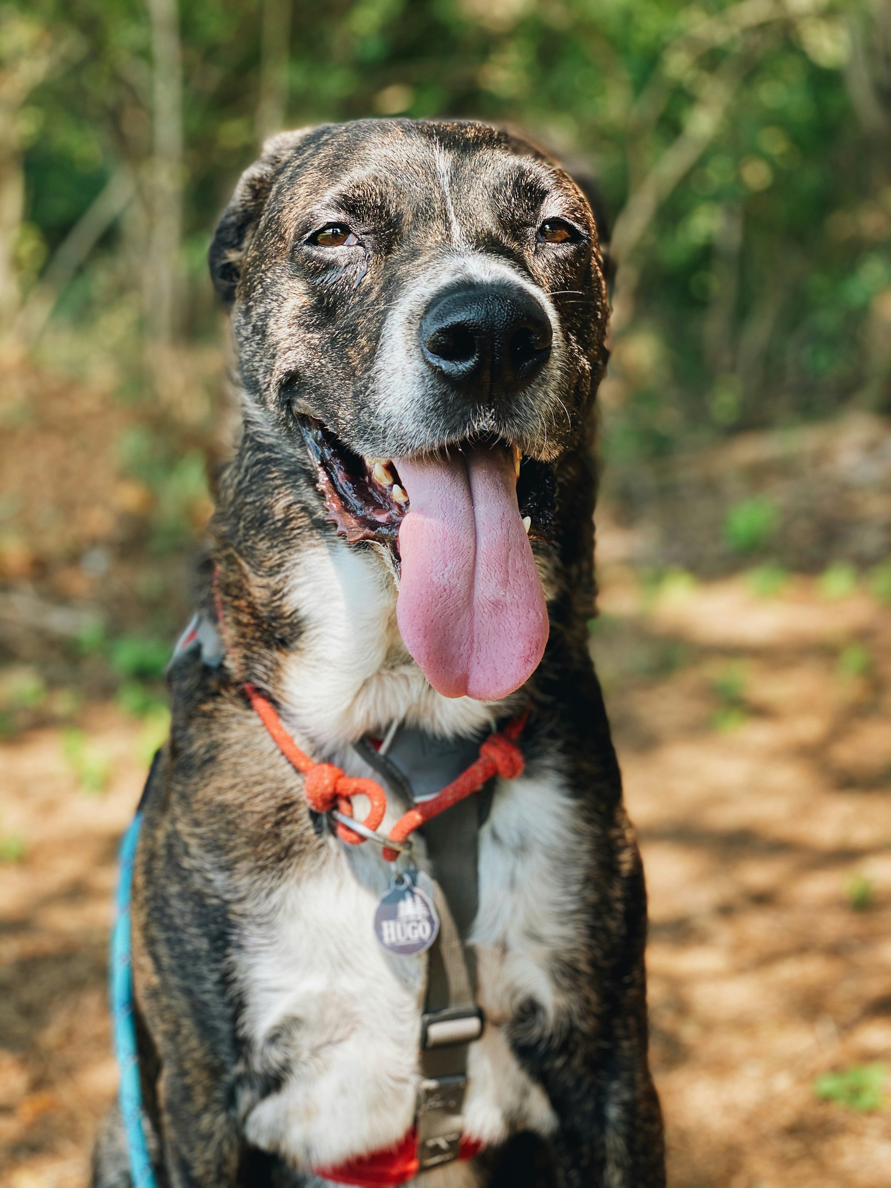 Happy dog
