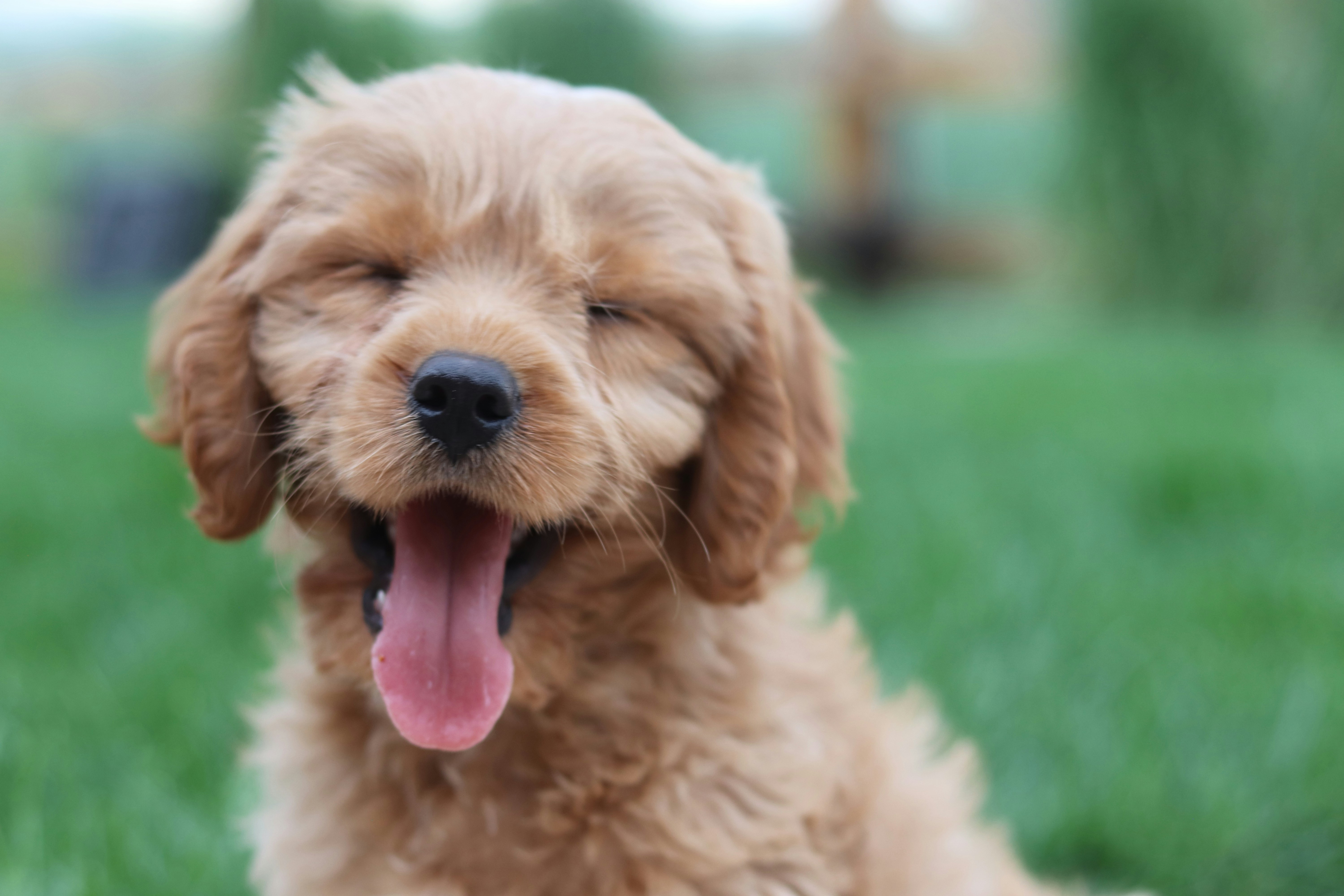 Happy dog